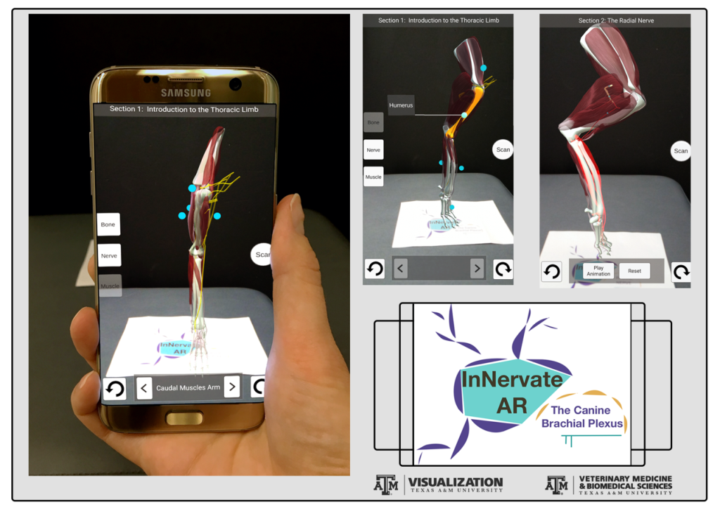 3D models of a limb